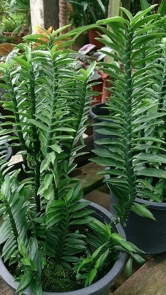 Zig Zag plant ( Devil’s Backbone / Zig Zag Cactus )